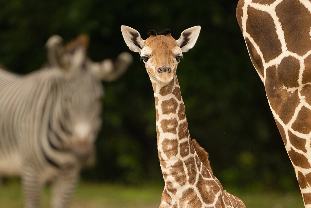Muere una joven jirafa en el Zoológico de Miami por una fractura de cuello