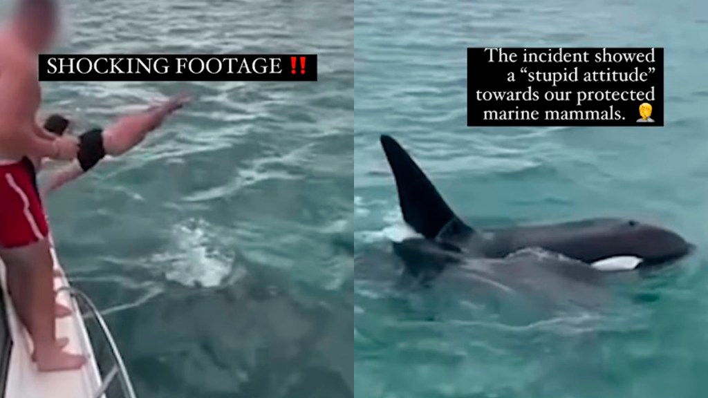 #Video Hombre salta de barco para nadar con una orca; fue multado por acoso animal