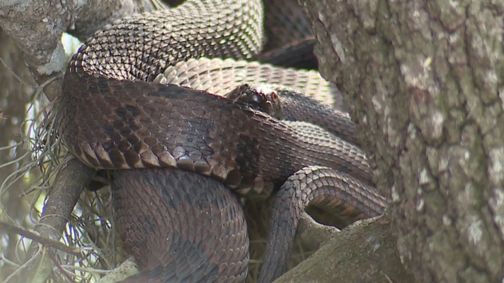 Mordidas de serpiente causan una muerte cada 5 minutos en el mundo