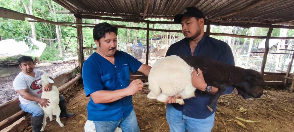 Gobierno de Estefanía Mercado lleva el programa “Veterinario en tu Rancho” a comunidades rurales